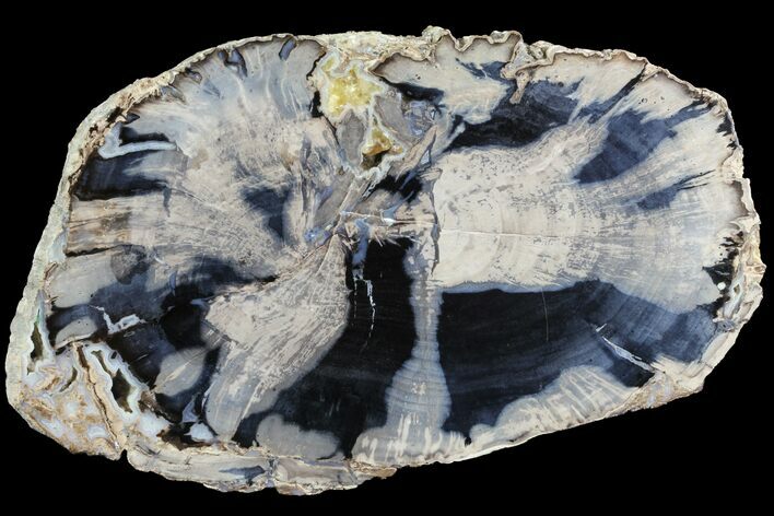 Petrified Wood (Schinoxylon) Slab - Blue Forest, Wyoming #78858
